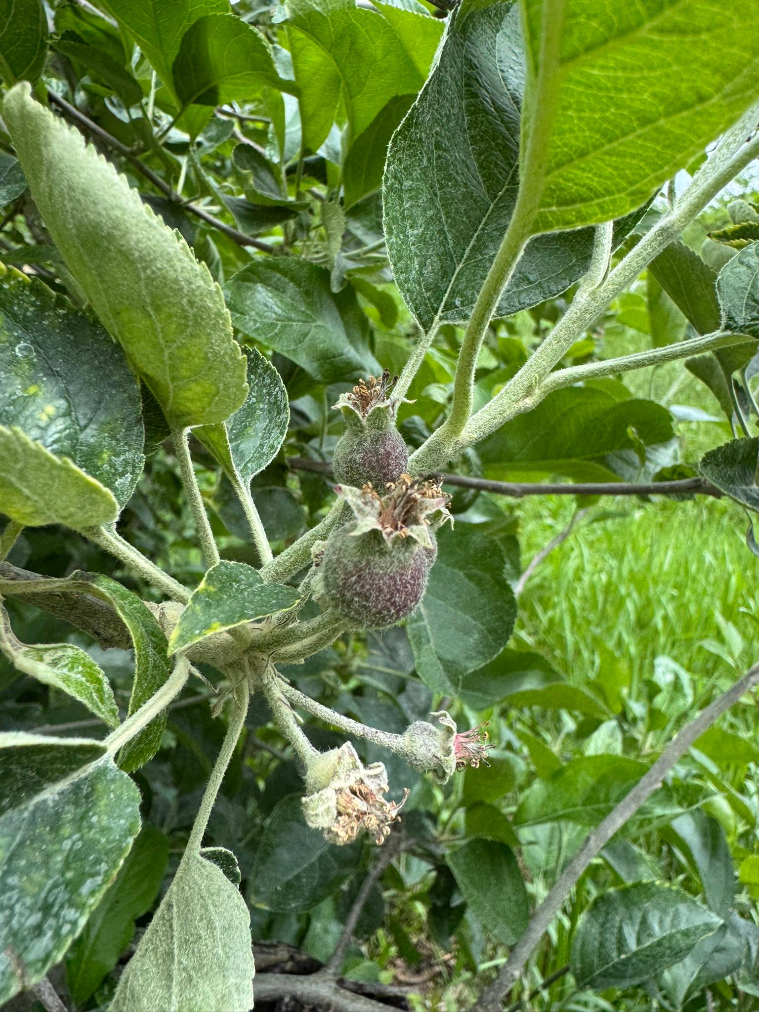Northern Spy Apple Spicers May 27 (1).JPEG